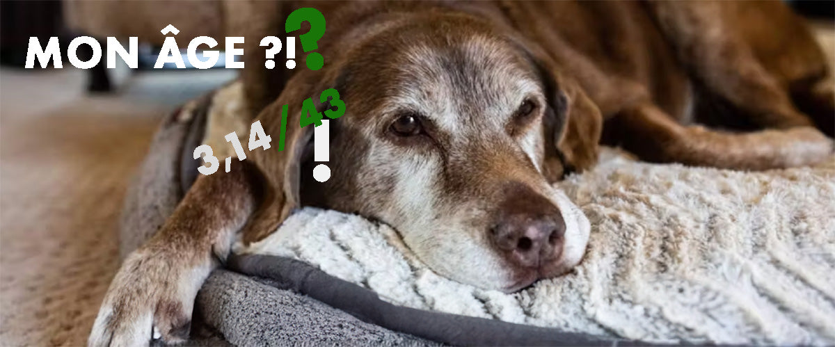 Comment calculer l'âge d'un chien ?
