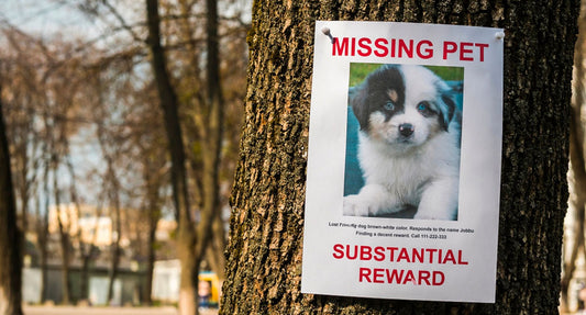 Comment Éviter de Perdre son Chien et le Retrouver Facilement