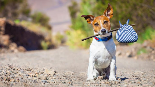 Top 5 : Comment Retrouver un Chien Perdu