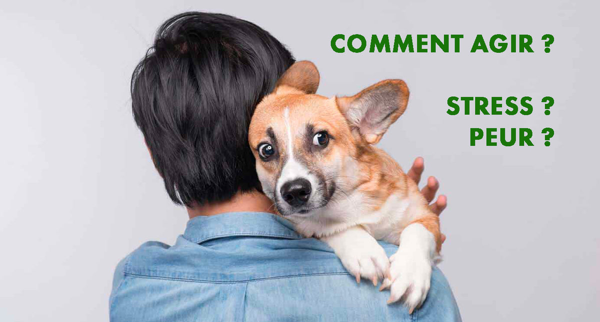 Comment savoir si mon chien est stressé ?