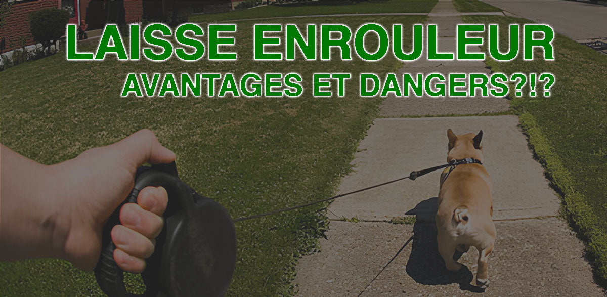 laisse à enrouleur pour chien