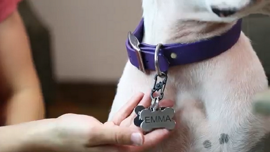 medaille chien personnalisé