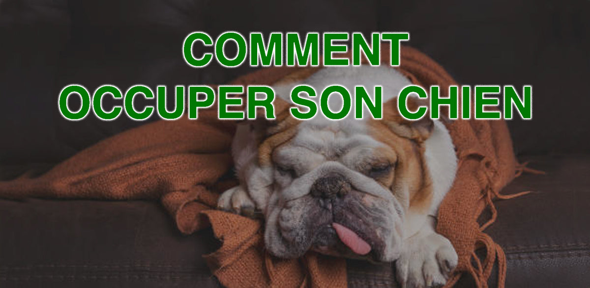 Comment occuper son chien qui s'ennuie