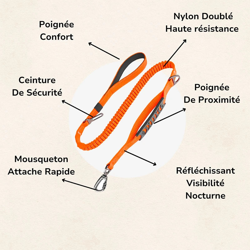 Laisse Amortisseur NoPull
